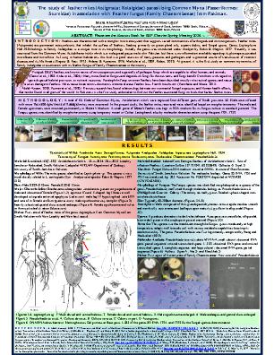 Poster 81